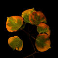 A small cluster of aspen leaves transitions from green to gold in a minimalist Colorado autumn study.