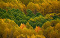 Golden Colorado aspens and green conifers ripple across layered mountain hillsides in peak fall color.