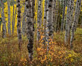 Textured aspen trunks stand in layered formation amid golden Colorado fall foliage.