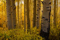Vertical aspen trunks rise through glowing golden foliage in a Colorado autumn forest.