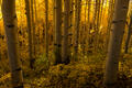Golden aspens rise in glowing formation within a radiant Colorado autumn forest.