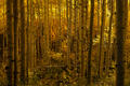 A glowing aspen grove fills the frame with golden light in Colorado autumn.