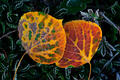 Frost-touched aspen leaves reveal the transition from autumn to winter in Colorado.