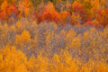 Golden aspens rise beneath fiery red foliage in a richly layered Colorado autumn scene.