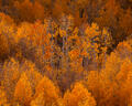 A Colorado mountainside burns in brilliant orange and gold during peak fall color.