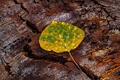 A rain-dappled aspen leaf rests on textured bark in a quiet Colorado autumn study.