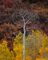 A lone white aspen stands against a hillside of crimson and golden fall foliage in Colorado.