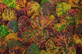 A colorful mosaic of Colorado aspen leaves forms a vibrant tapestry of autumn tones.