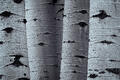 A minimalist study of Colorado aspen bark highlights texture, rhythm, and sculptural forest detail.