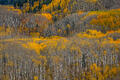Rolling bands of golden aspens sweep across a Colorado mountainside in layered autumn light.