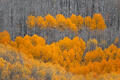 Bright bands of autumn aspens contrast against bare Colorado forest layers.