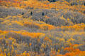 Layered bands of golden aspen cascade across a Colorado mountainside in peak autumn color.