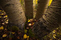 extured Colorado aspen trunks rise from a moss-covered forest floor layered with fallen autumn leaves.