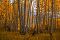 A luminous grove of tall Colorado aspens glows in peak autumn color beneath a mountain sky.