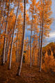 Tall Colorado aspens rise into glowing autumn crowns beneath a dramatic mountain sky.