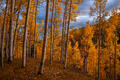 Golden Colorado aspens glow beneath dramatic storm clouds in the Rocky Mountains.
