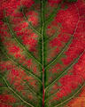 A macro view reveals intricate red and green vein patterns within a Colorado aspen leaf.