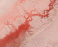 Rosy Shockwave