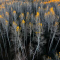 White Colorado aspens hold their final golden leaves above a dark, quiet forest floor.