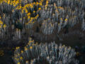 Sparse golden aspens emerge from bare trunks in a minimalist Colorado aerial forest scene.