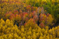 A Colorado mountainside bursts with gold, red, and green during peak autumn color.