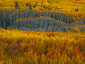 Golden aspen bands ripple across a Colorado mountainside in layered autumn color.