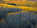 Layered bands of aspen forest reveal the progression of fall across Colorado’s mountains.