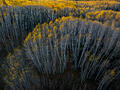 Golden aspens flow through the forest in an aerial Colorado autumn composition.