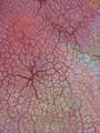 An abstract aerial of pink mineral formations resembling floral and cellular patterns across the earth.
