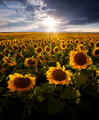 Field of sunflowers with the sun setting in the distance.
