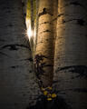 A radiant sunstar breaks through Colorado aspen trunks, illuminating textured bark in autumn light.