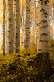 Sunlit aspens stand above a glowing carpet of golden foliage in a Colorado forest.