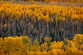 A mountainside of golden Colorado aspens glows in peak Rocky Mountain fall color.