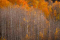 Fiery orange aspens crown a forest of silver trunks during peak fall in the Colorado Rockies.