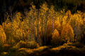 Golden Colorado aspens blaze in backlit light against a shadowed mountain forest.