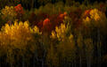 Sunlit aspens stand above a glowing carpet of golden foliage in a Colorado forest.