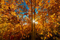 A brilliant sunstar shines through golden Colorado aspens beneath a deep blue autumn sky.