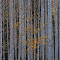 White aspen trunks stand in quiet contrast to lingering golden leaves in a late Colorado autumn forest.