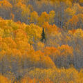 A lone evergreen rises through a glowing Colorado aspen hillside at peak autumn color.