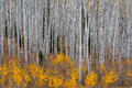 White aspen trunks rise above a glowing layer of golden understory in a serene Colorado autumn forest.