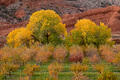 Golden cottonwoods blaze with fall color beneath towering red sandstone cliffs in southern Utah.