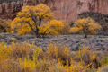 Golden cottonwood trees glow beneath towering red canyon walls in autumn Utah.