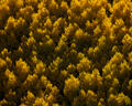 A luminous canopy of golden aspens glows under directional autumn light in the Colorado Rockies.