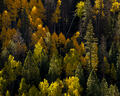 Golden aspens emerge through dark evergreen forest in a layered Colorado autumn scene.