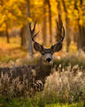 A mule deer buck stands quietly in a golden Colorado aspen forest at peak autumn.