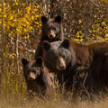 A black bear mother and cubs move through golden aspens in a Colorado autumn forest.