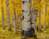 The Big One | Aspen Tree Images for Sale print