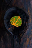 Delightful Decay | Images of Aspen Tree Leaves for Sale print