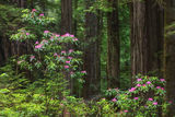 Redwoods Understory print