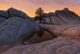 Lone Tree print